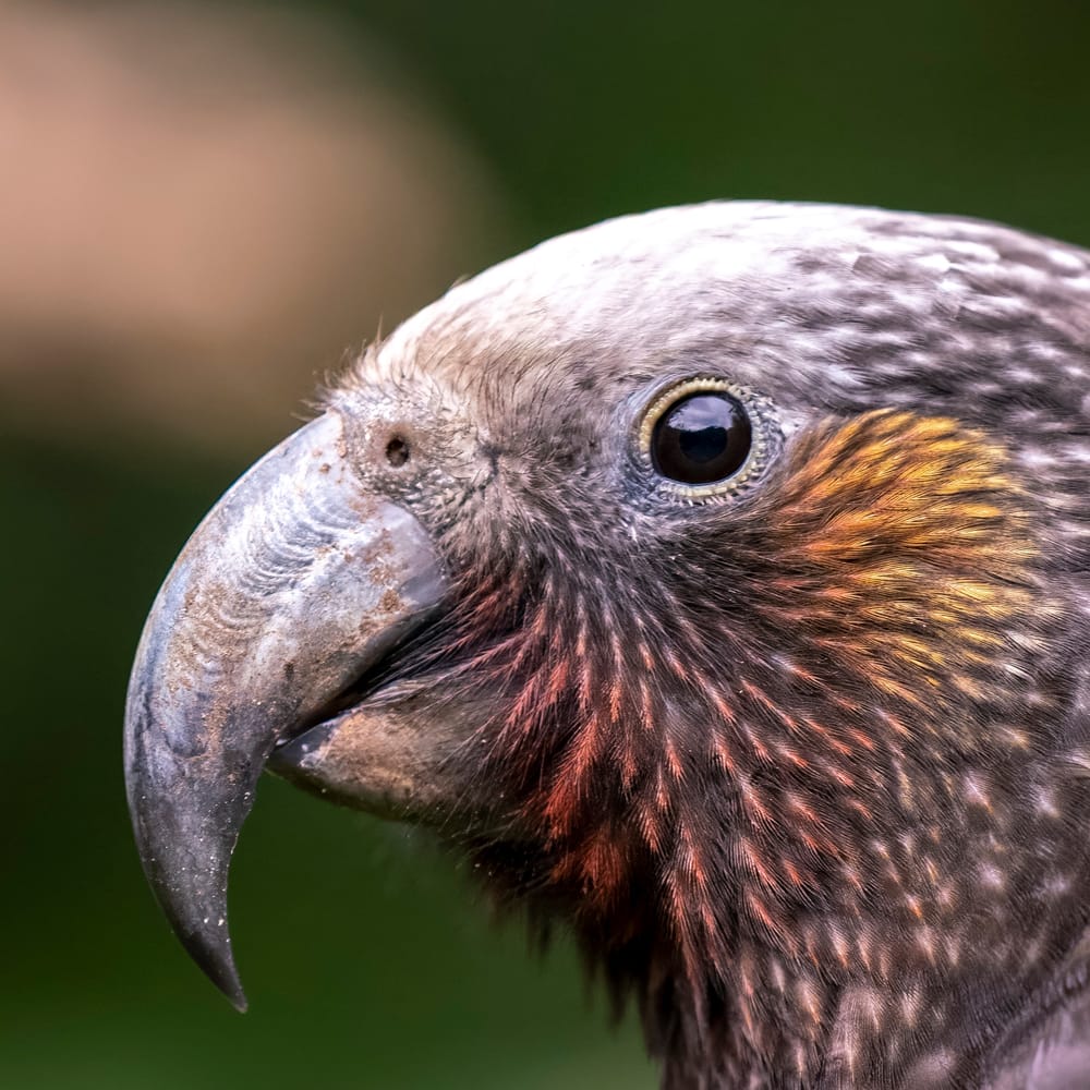 Kākā portrait close-up post image