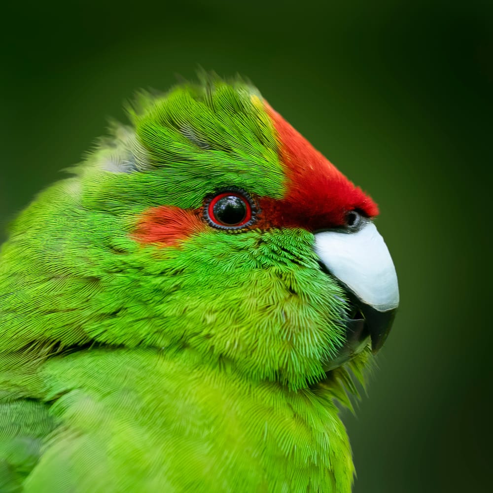 Kākāriki close-up post image