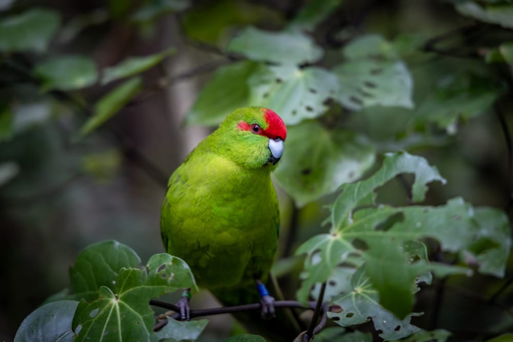 Kākāriki post image