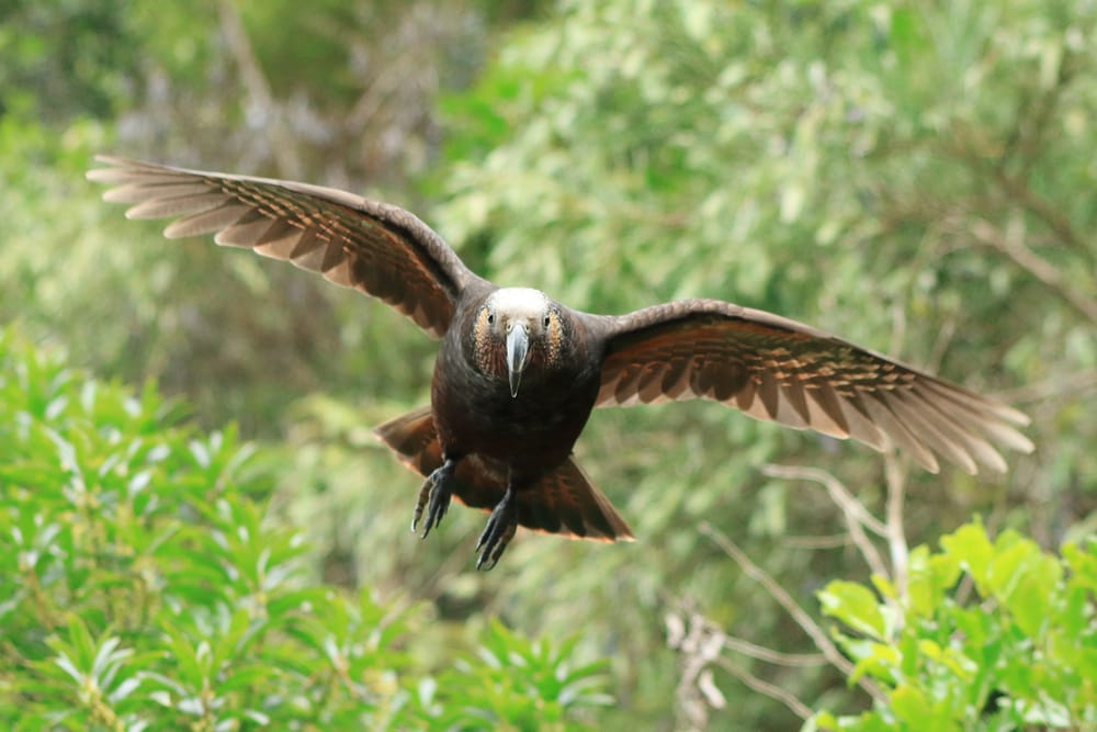 Kākā in flight post image