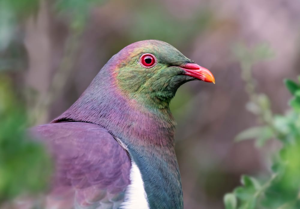 Kererū portrait post image