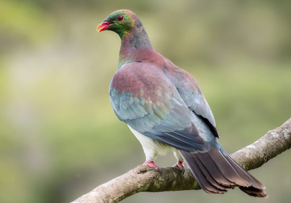 Kererū posing on branch post image