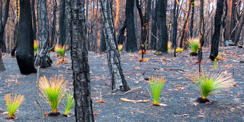 Kulnura bush recovery post image