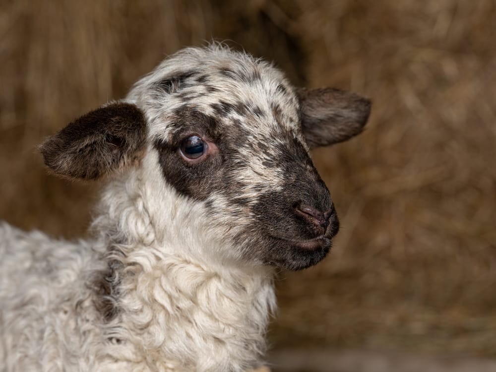 Lamb portrait post image