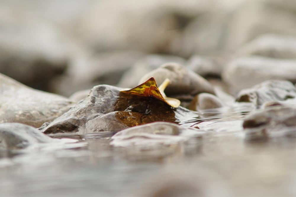 Leaf on rocks at the river post image