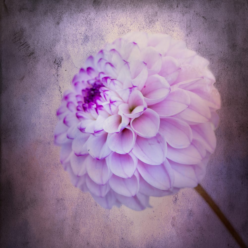 Lilac Dahlia post image