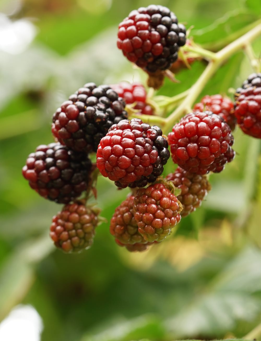 Loganberries post feature image