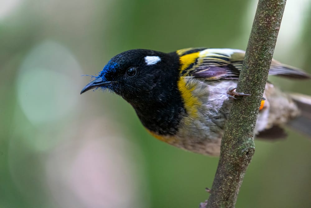 Male hihi with kōtukutuku pollen post image