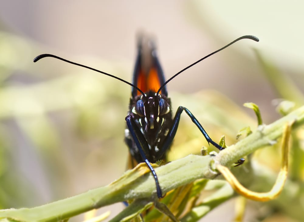 Monarch butterfly macro post image