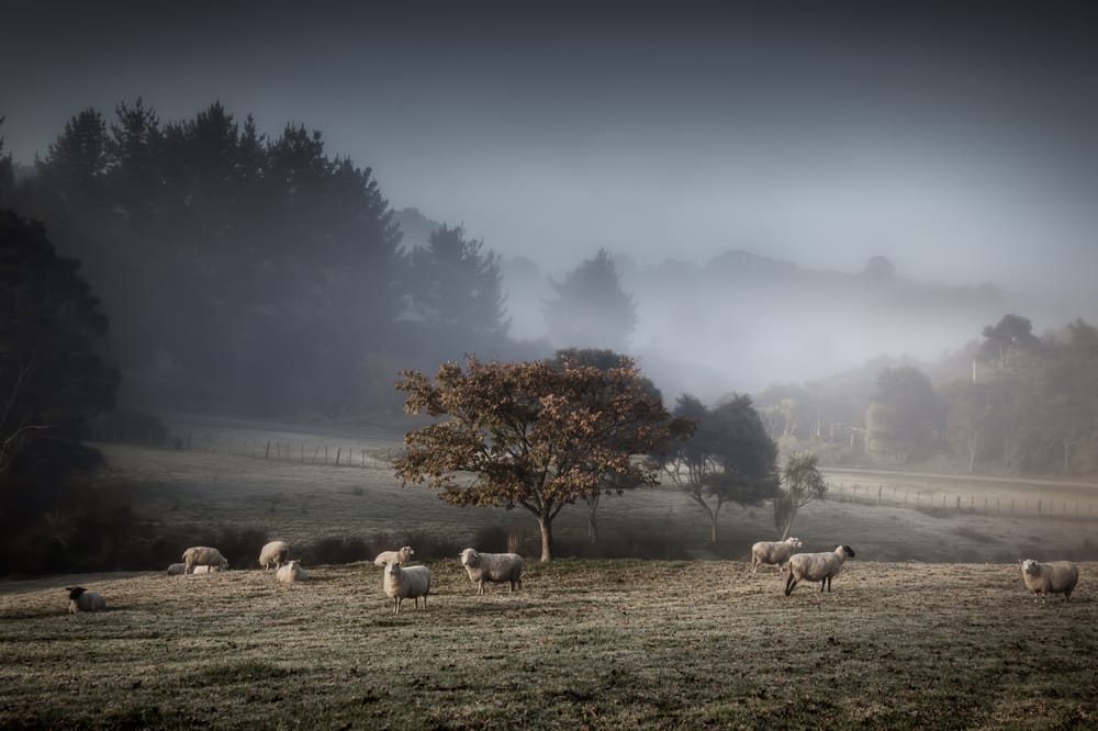 New Zealand countryside post image