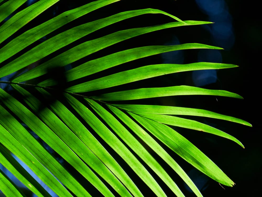 Palm frond green post image