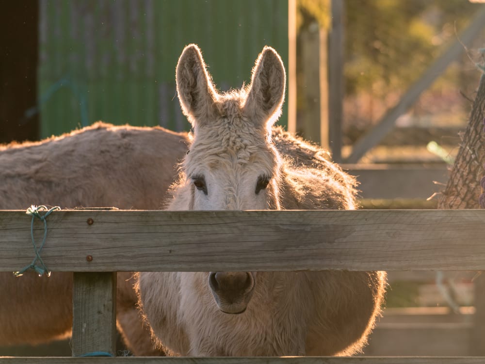 Donkey peek-a-boo post image