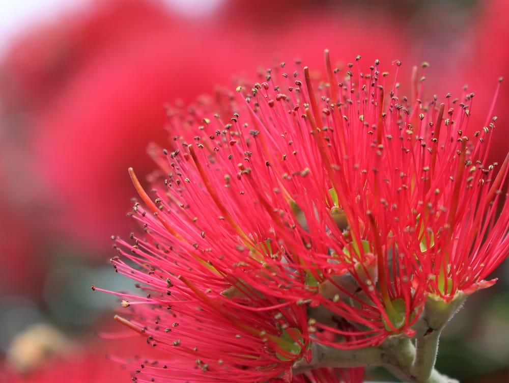 Pohutukawa flower post image