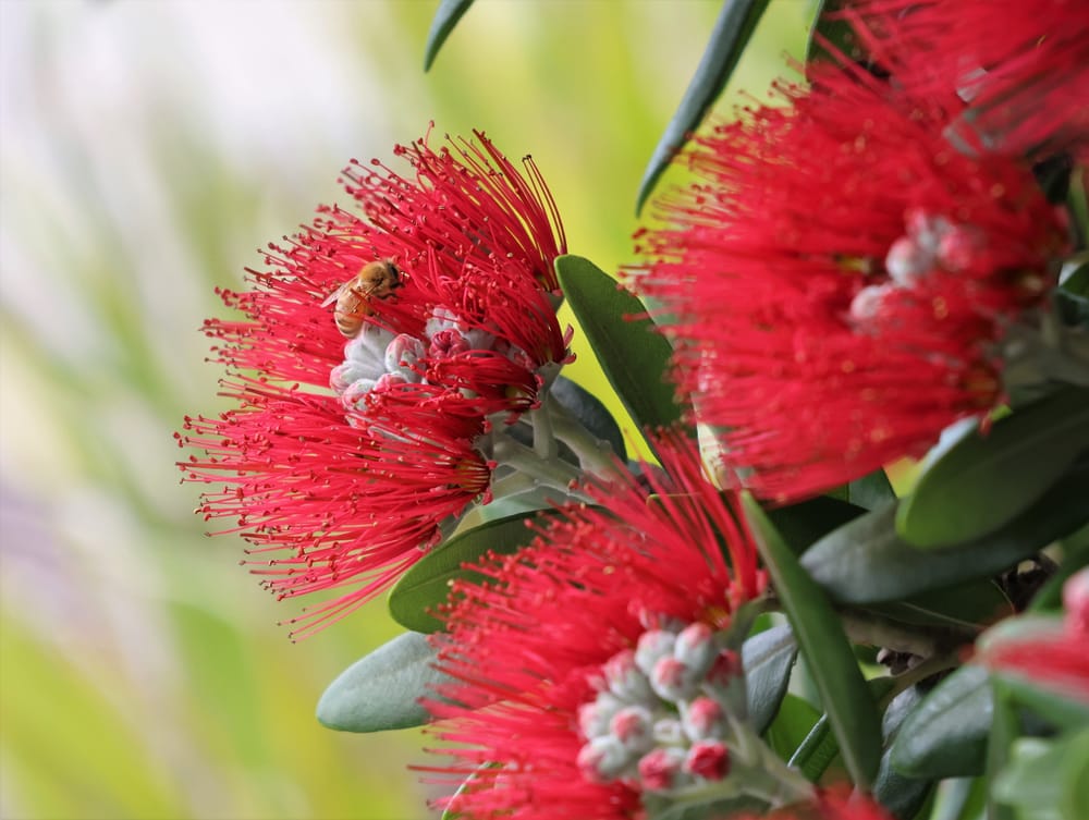 Pohutukawa flowers post image