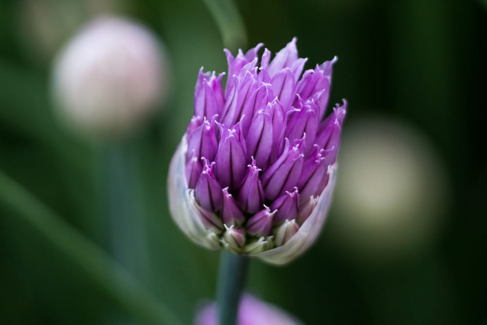 Purple blossom post image