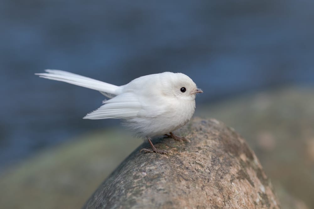 Rare leucistic fantail post image