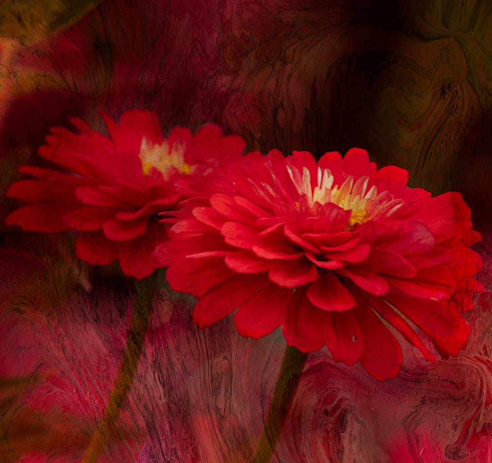 Red dahlia post image