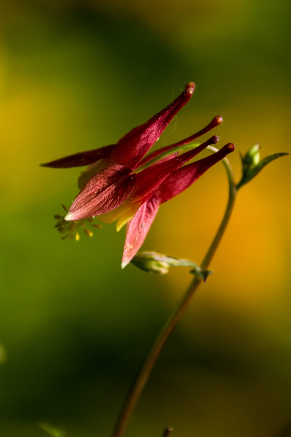 Red flower budding post image