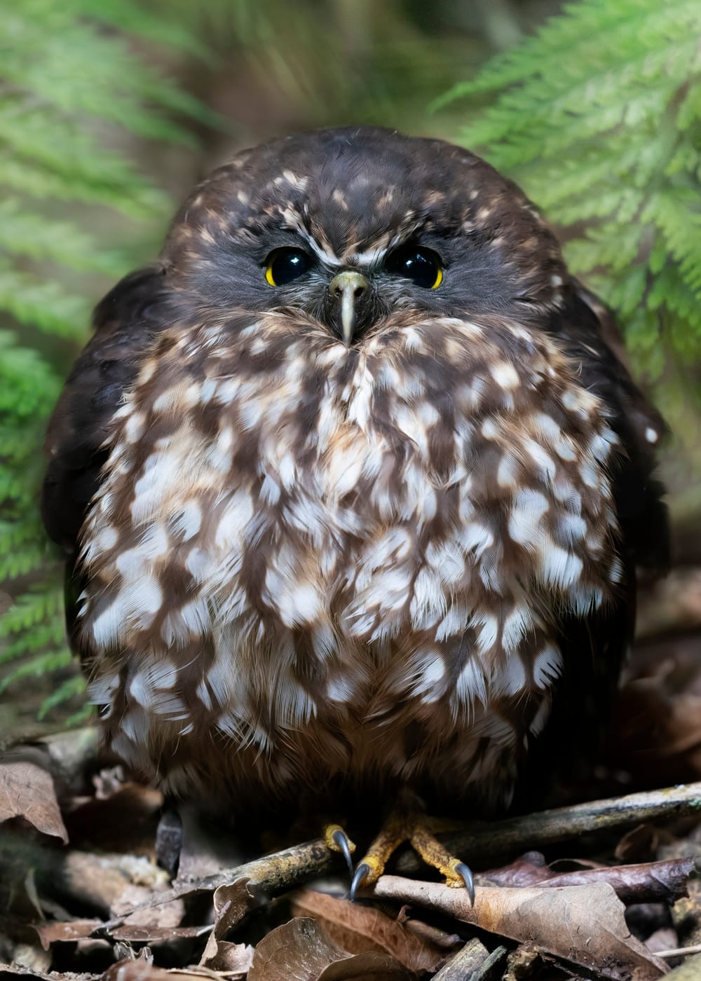 Morepork post feature image