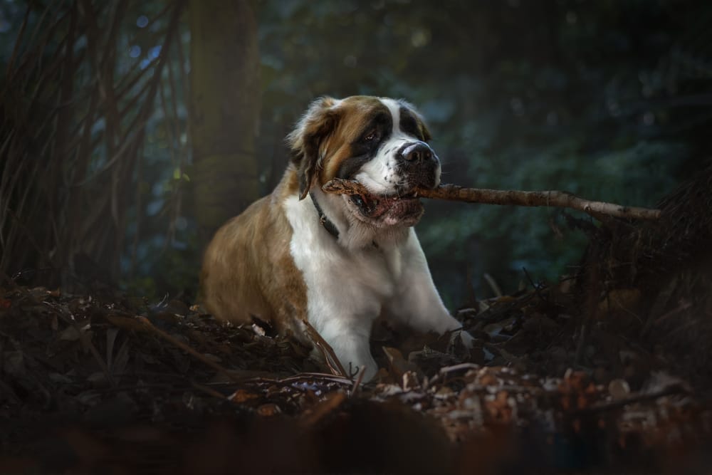 Saint Bernard dog post image