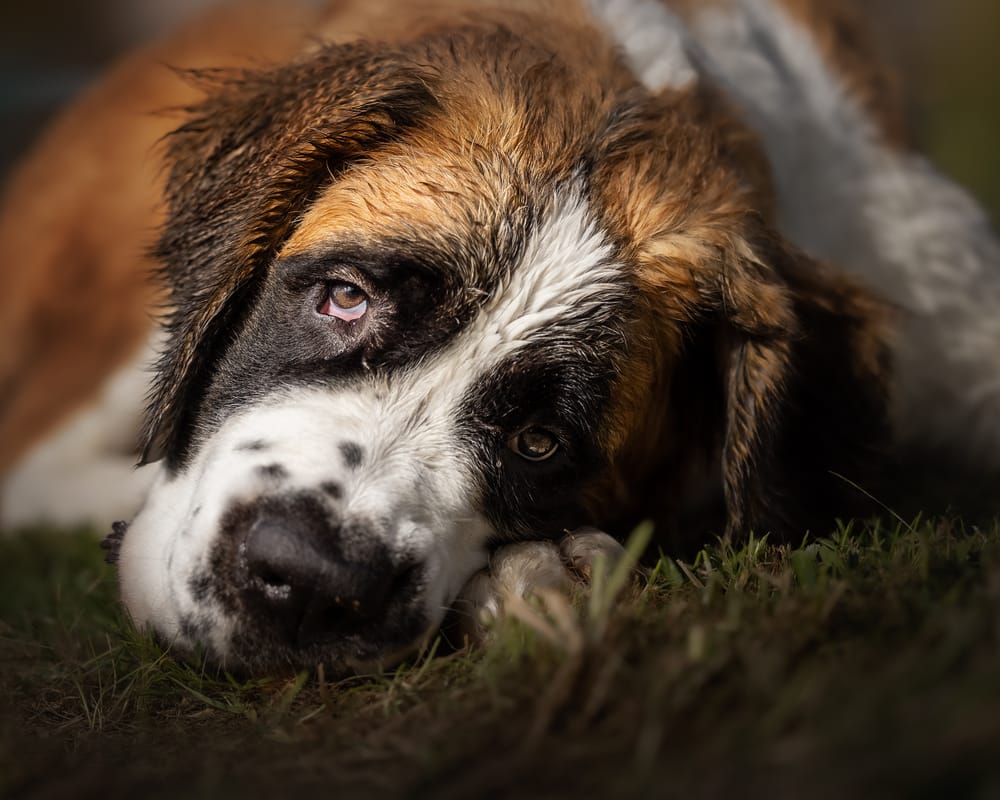 Saint Bernard dog, family companion post image