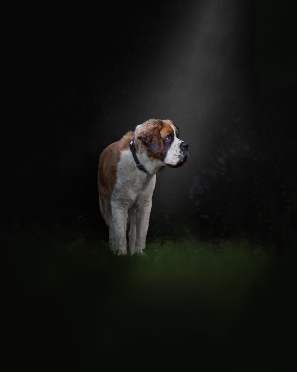 Saint Bernard post image