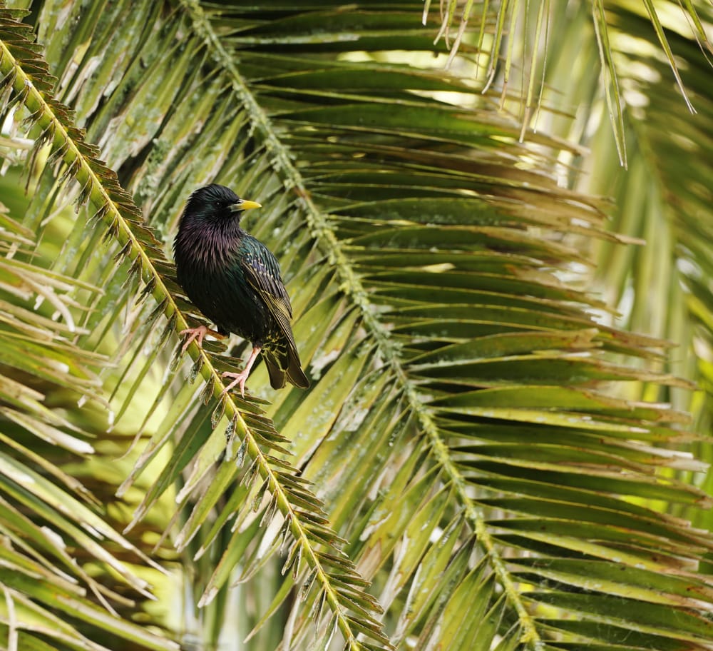 Starling in the palm tree post image