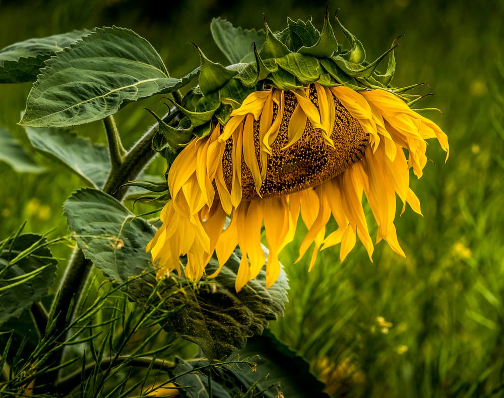 Sunflower post image