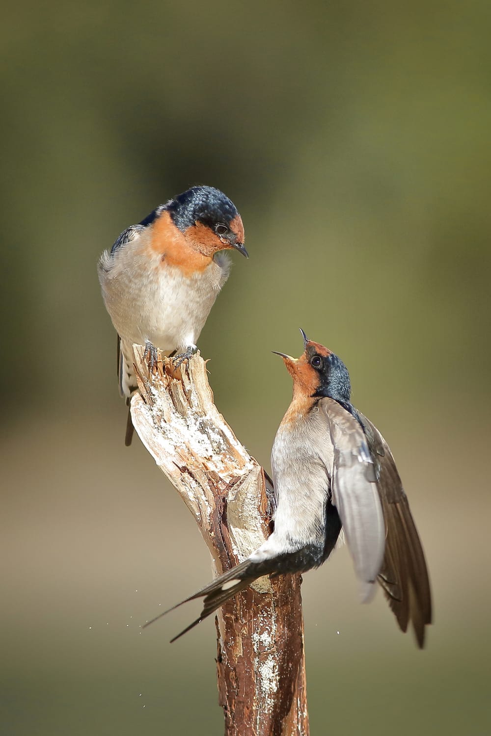 Swallows on stick post image