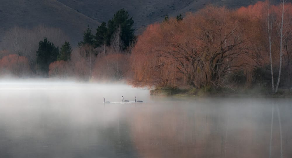 Swans in the fog post image