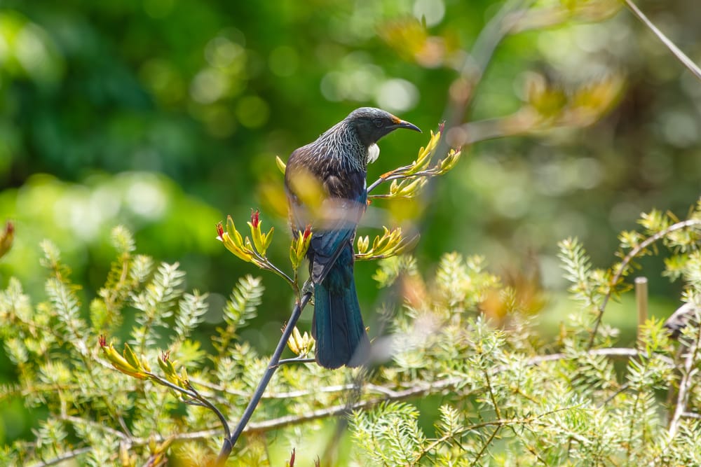 Tūī bird on flowering native flax plant post image