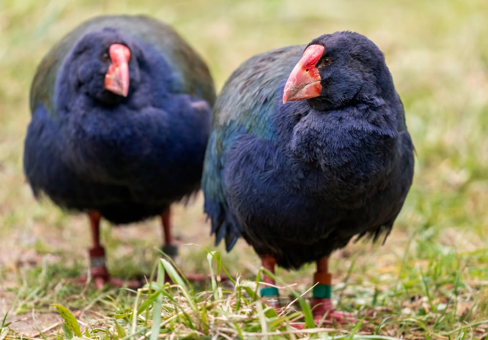 Takahē pair post image