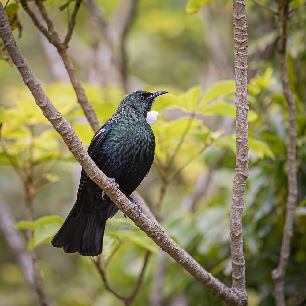 Tui post feature image