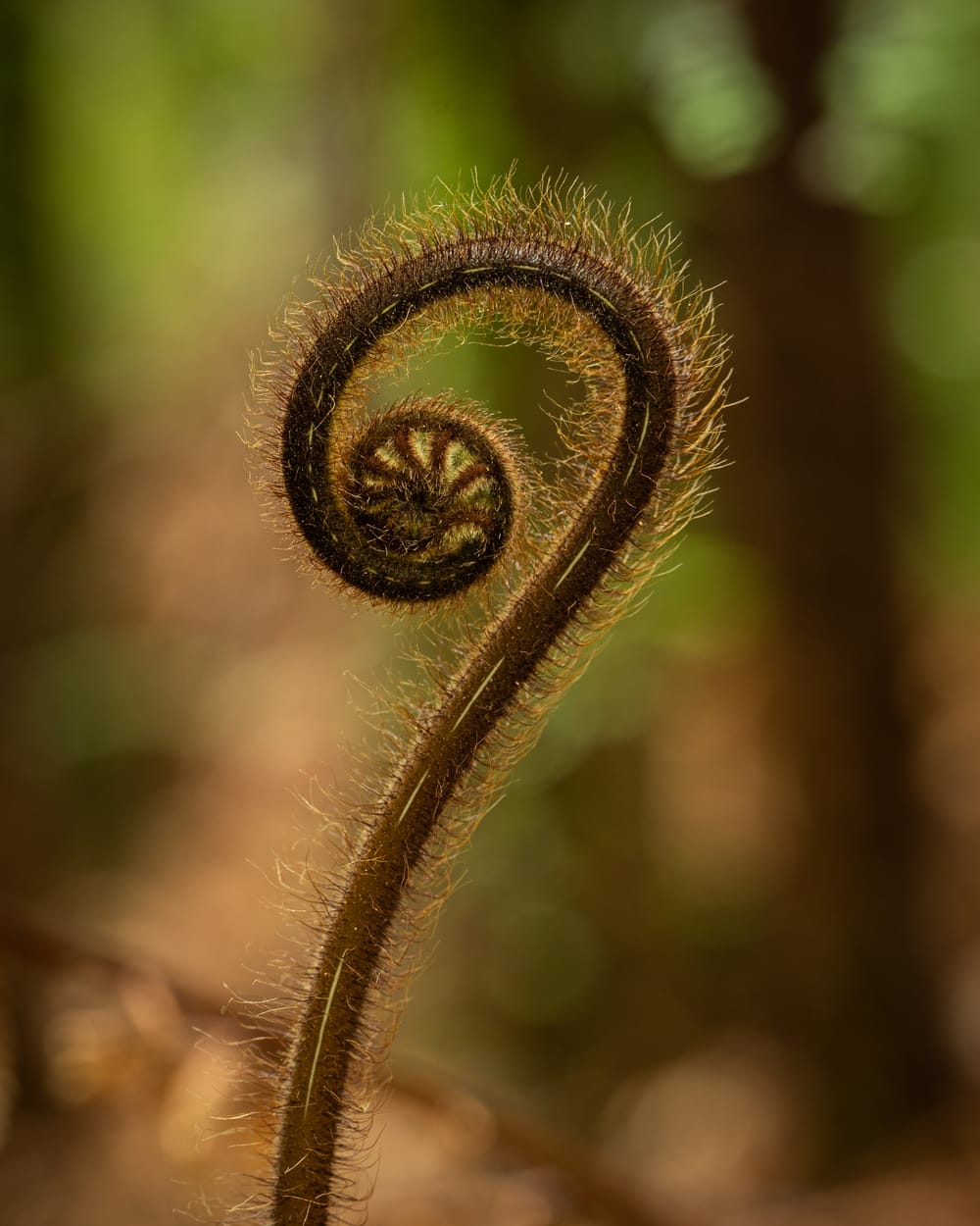 Unfurling fern post image