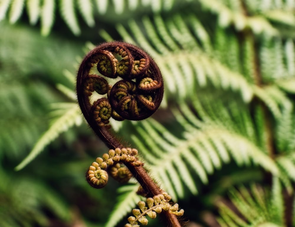 Unfurling frond post image