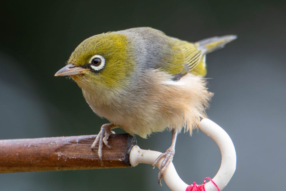 Silvereye Tauhou post feature image