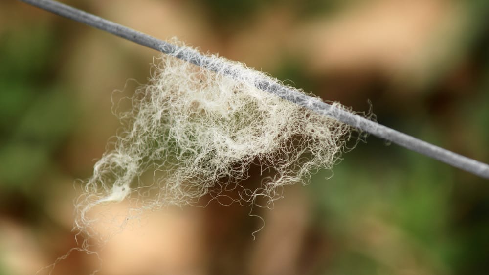 Wool on fence wire post image