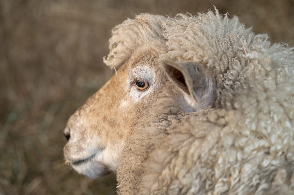 Woolly sheep post image