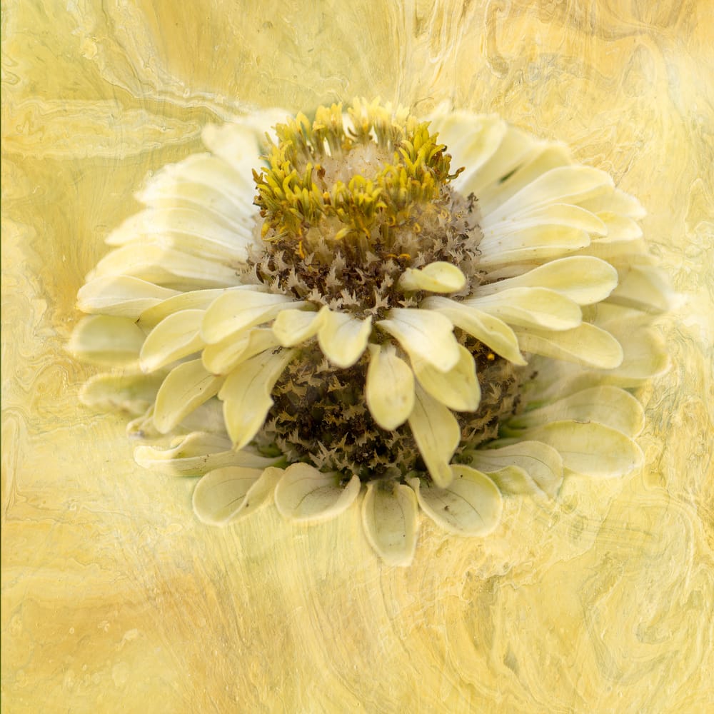 Yellow zinnia post image