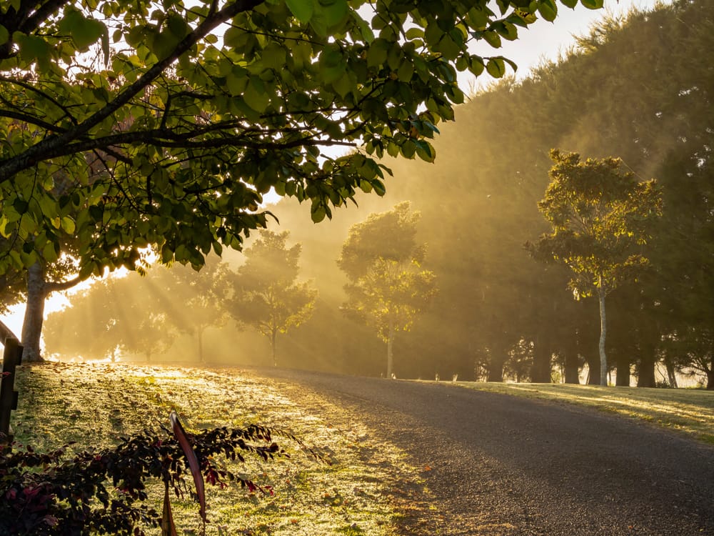 Morning mist post image