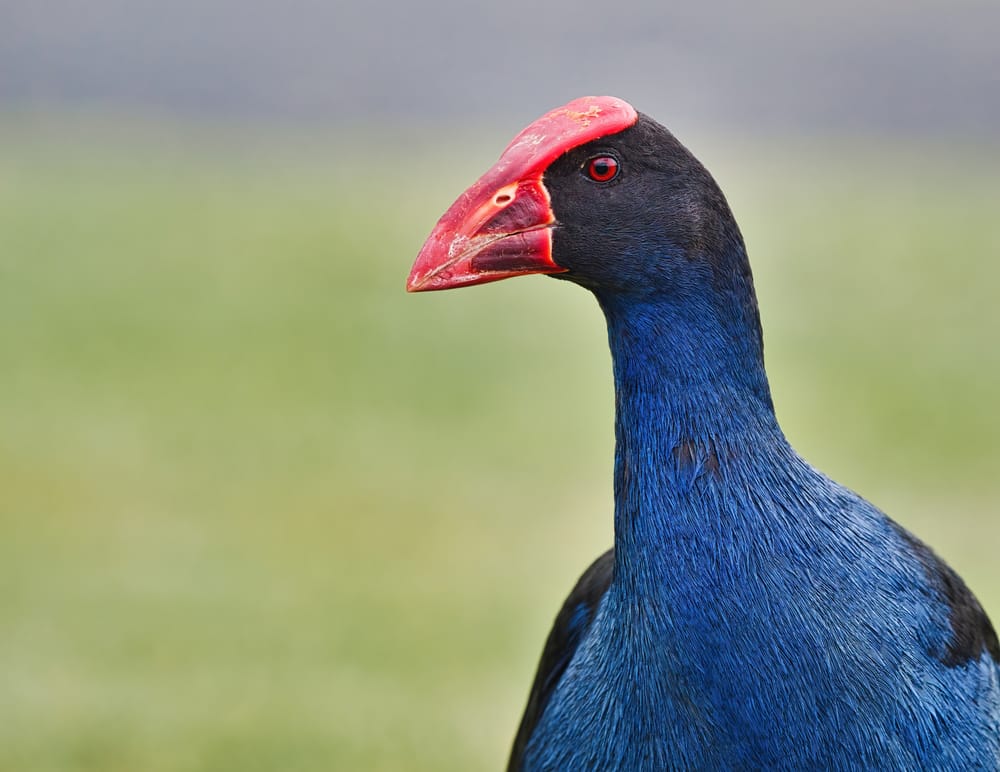 Pukeko post feature image