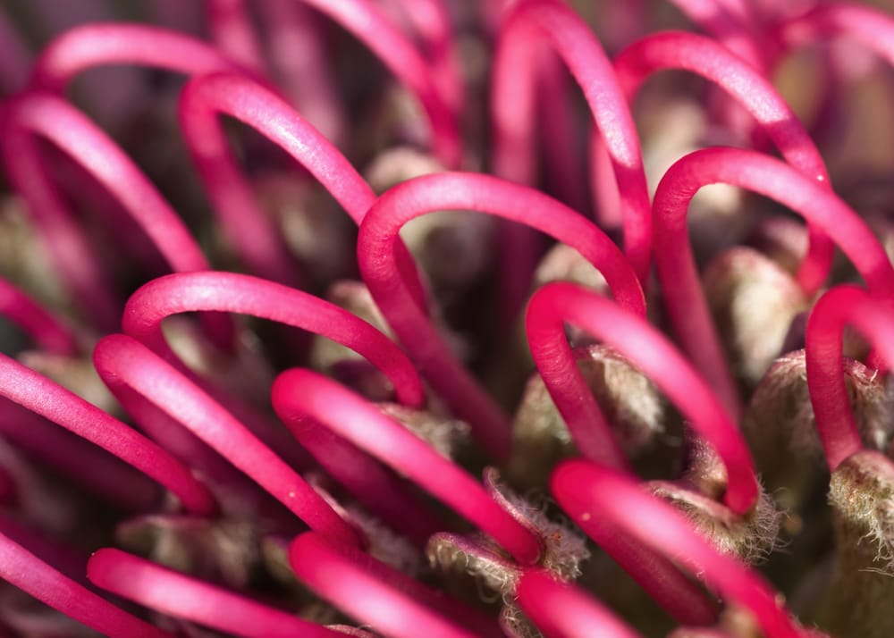 Groundcover Grevillea flowers post image