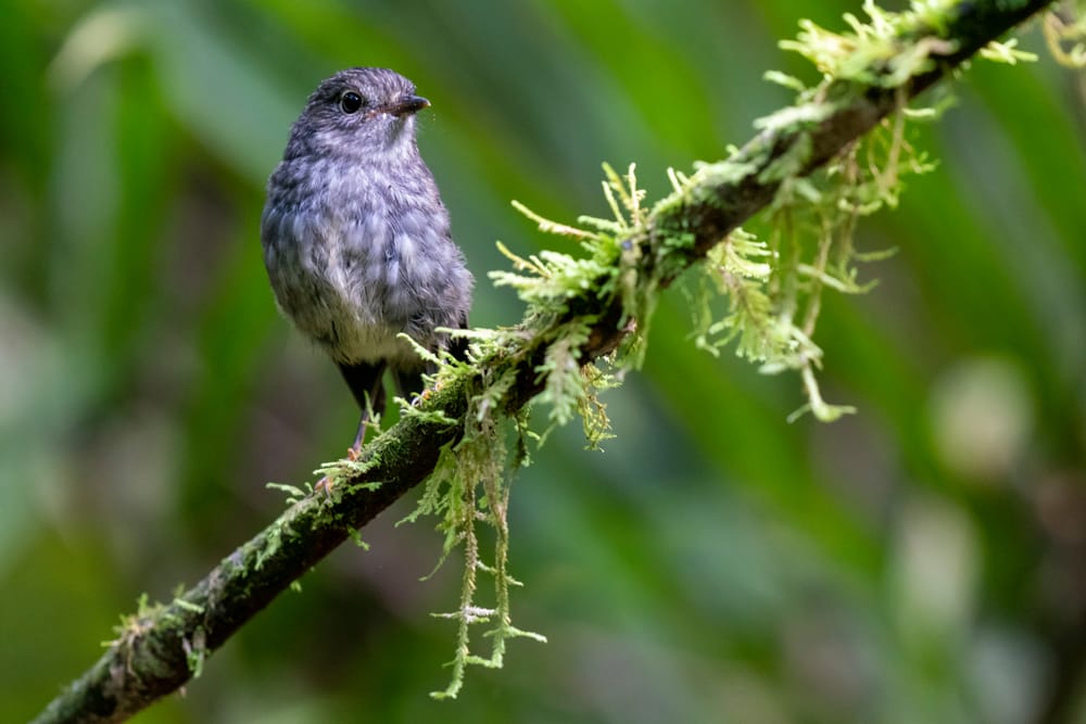 Toutouwai Robin post feature image