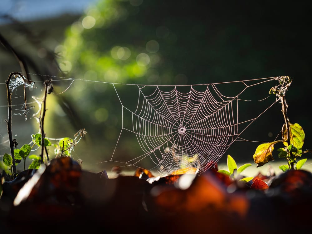 Cobweb post feature image