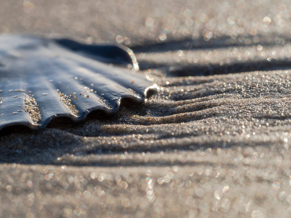 Scallop shell post image