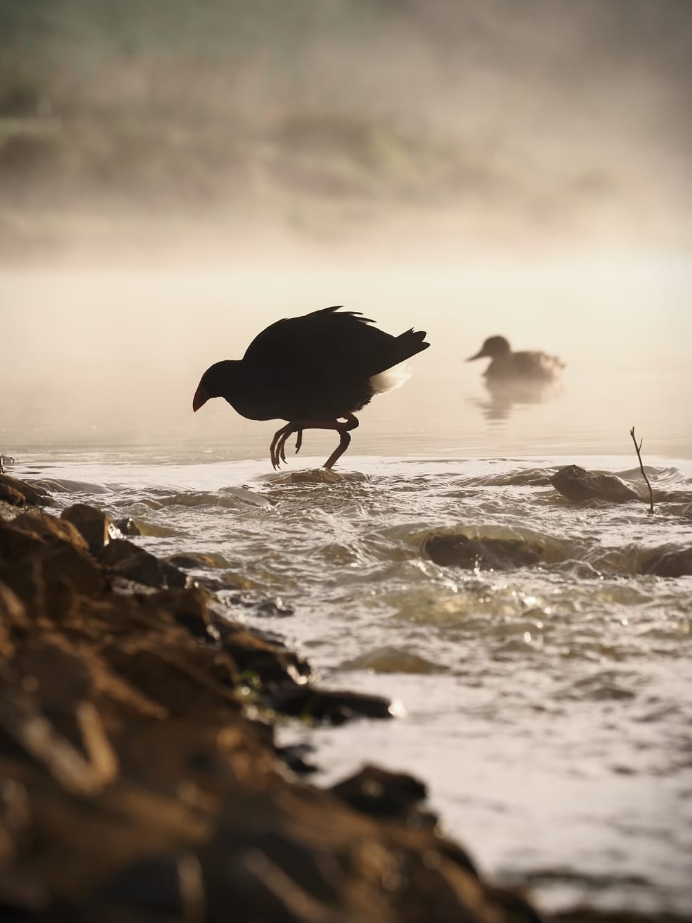 Pūkeko early steps in the mist post feature image