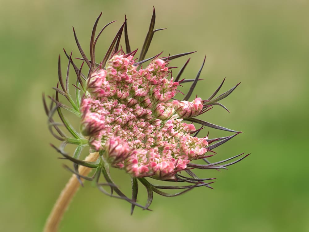 Achillea flower head post image