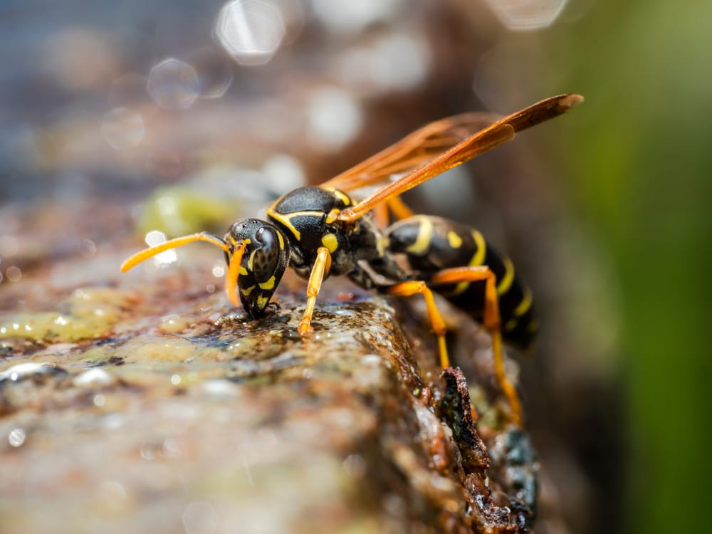 Asian paper wasp drinking post image