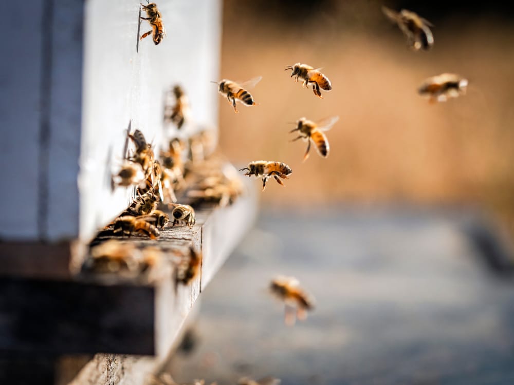 Bees flight entering beehive post image