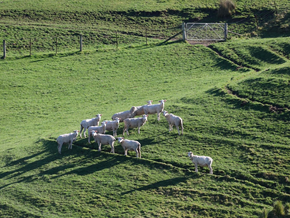 Billiard sheep post image